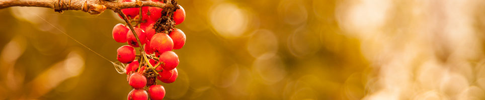 Arboricultural Consultancy Wales