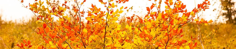 Tree Consultants Wales min