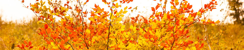 Tree Consultants Wales