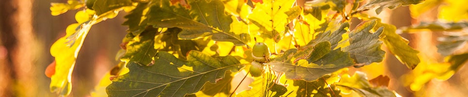 Tree Preservation Orders min