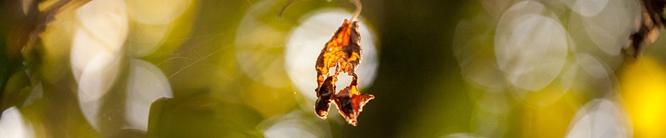 Tree Risk Management min