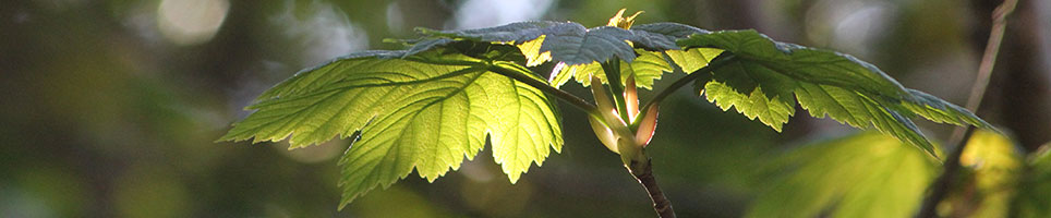 Arboricultural Consultancy Wales