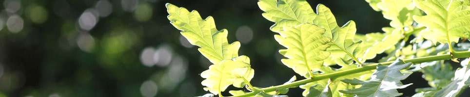 Arboricultural Consultancy Wales min