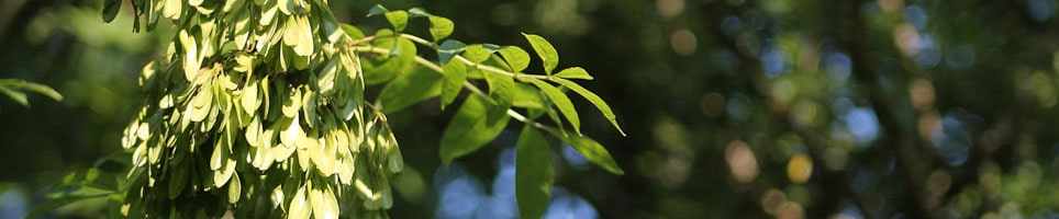 Tree Consultants Wales min