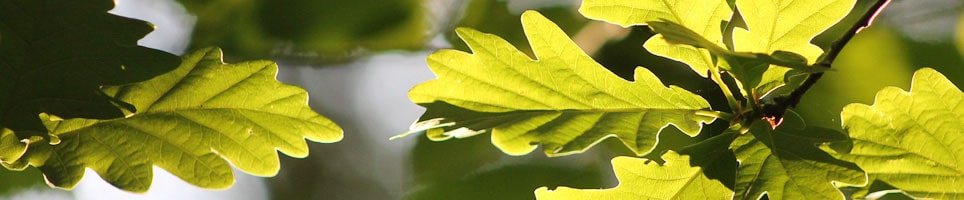 Tree Preservation Orders min