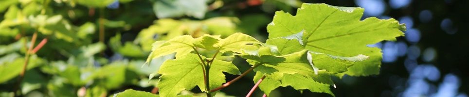Tree Risk Management min
