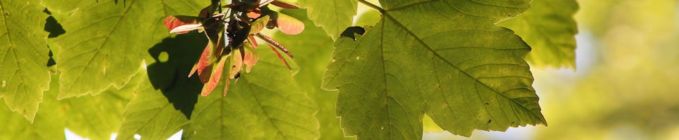Tree Safety Surveys min