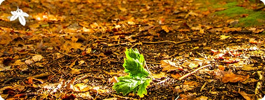 Tree Risk Management