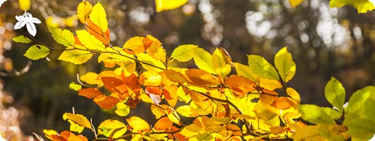 Tree Surveys and Management