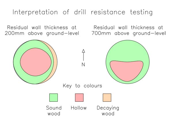 Resistograph Tree Analysis