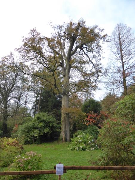 A mature oak tree, with decay and cavities round its base.