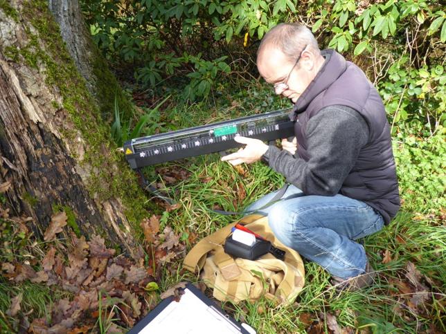 Resistance testing wood next to areas of decay, to evaluate its quality and strength.