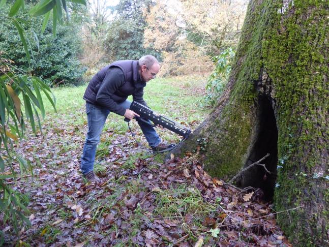 Resistance testing wood next to areas of decay, to evaluate its quality and strength.